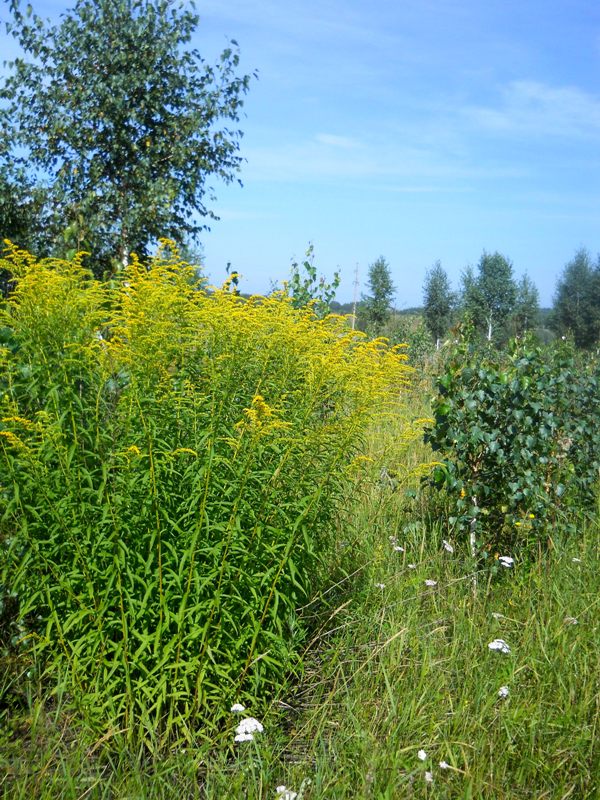 Золотарник