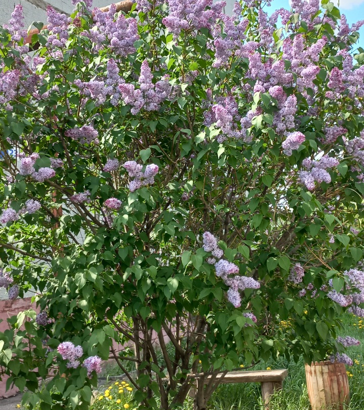 Не я твой праздник