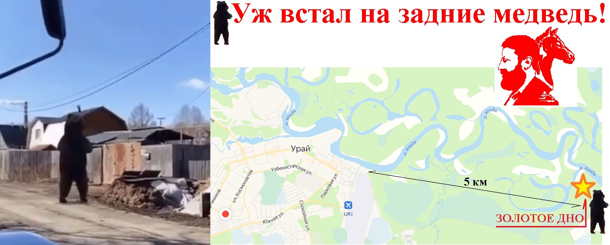 Уж встал на задние медведь!