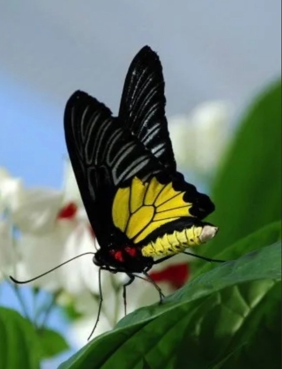 Музыка рядом. музыка всюду