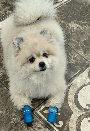 Посвящается всем шпицам, особенно по кличке Микки