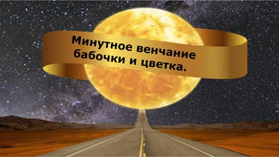 Минутное венчание бабочки и цветка
