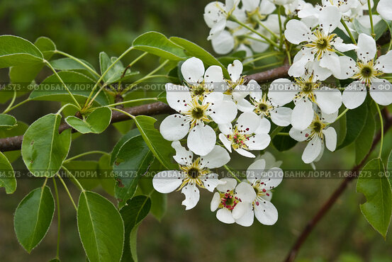 Старая груша