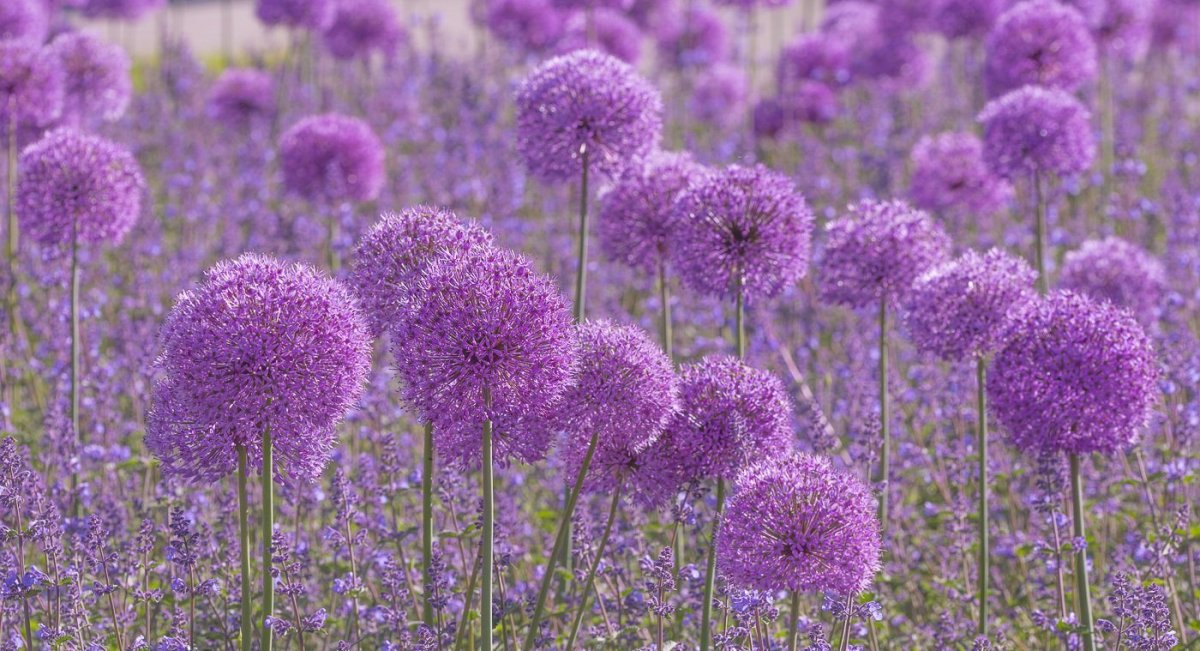 Стало всё вокруг сиреневым