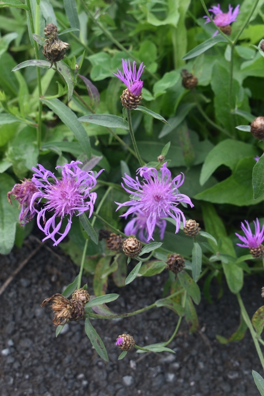 Луговой василек