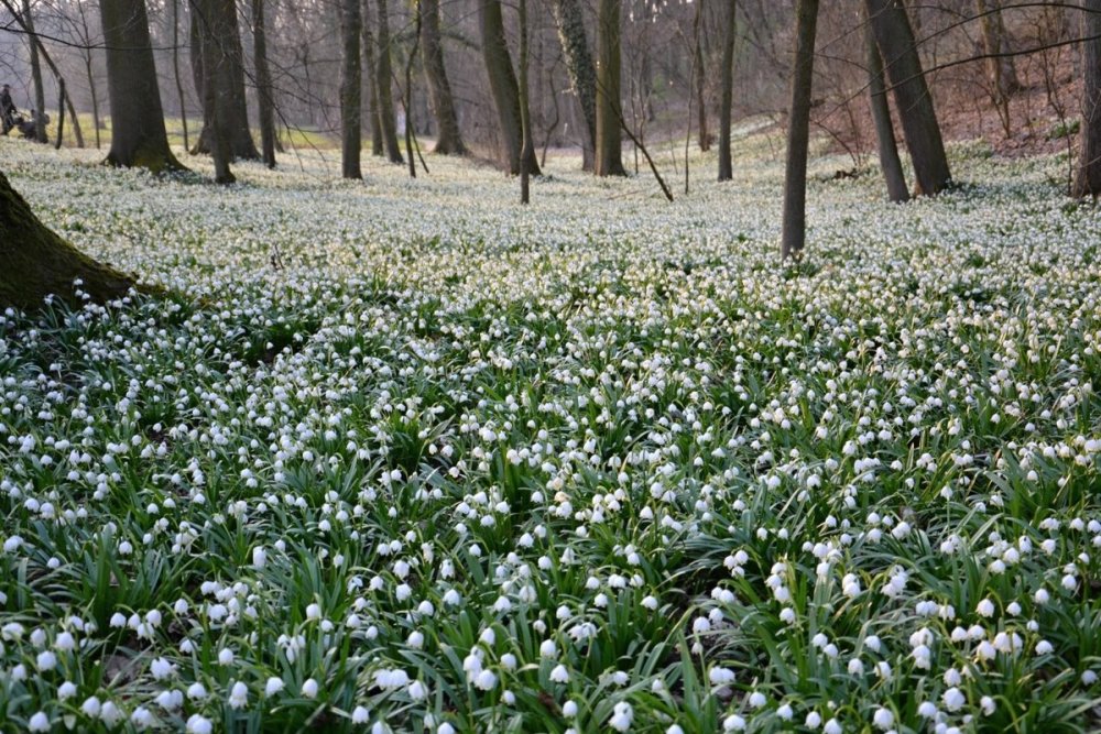 Краски весны
