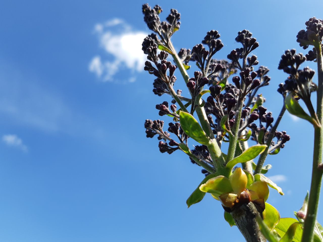 Сирень ещё не зацвела