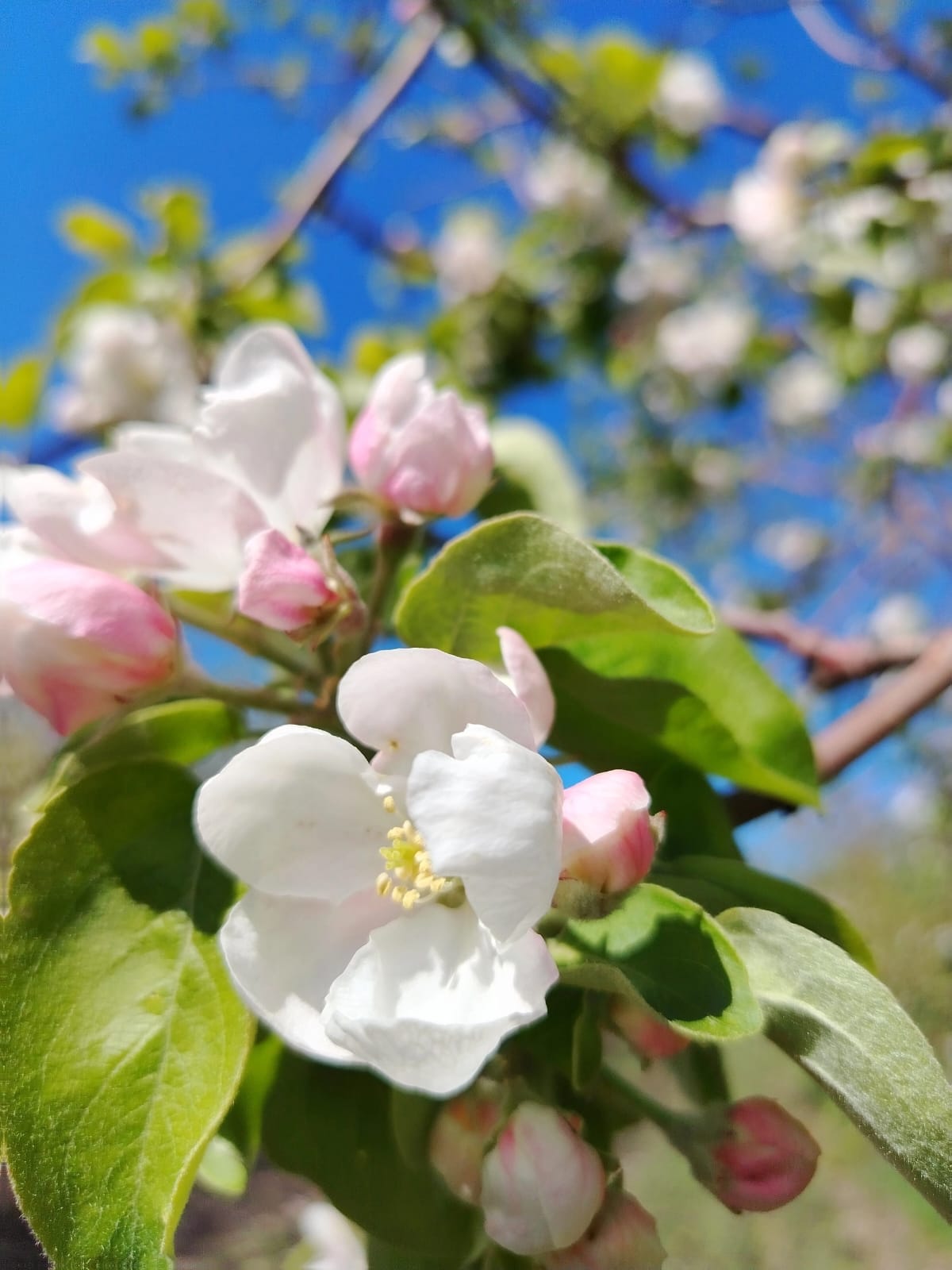 Цветущий май