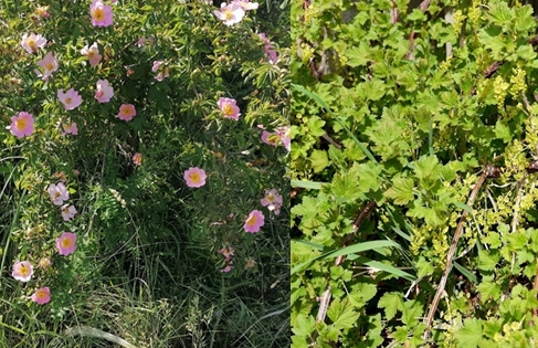 Шиповник и крыжовник