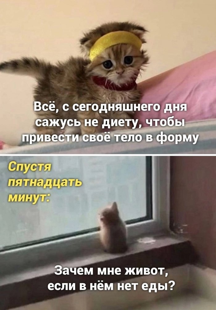 Зачем Котам Живот