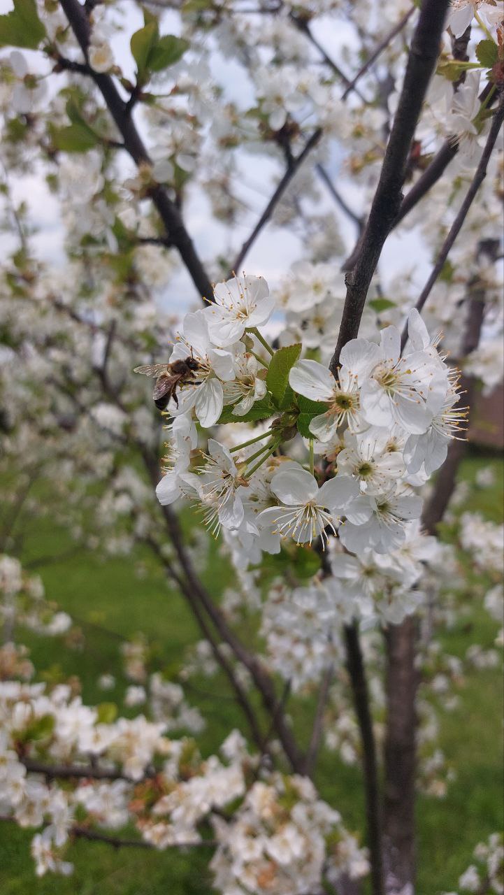 Вишнёвый цвет