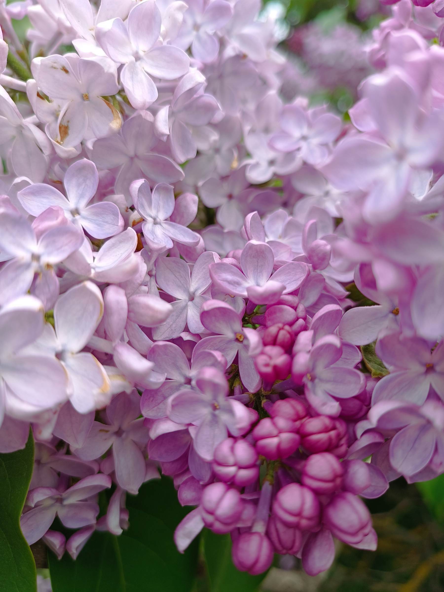 Сиреневый город