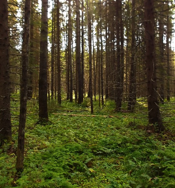 Белая ночь. 2979