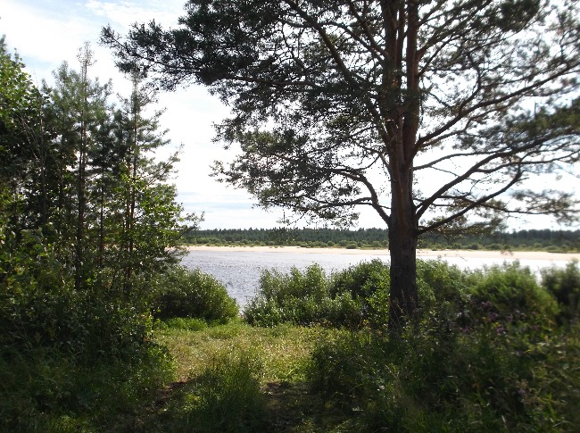 Белая ночь. 2982