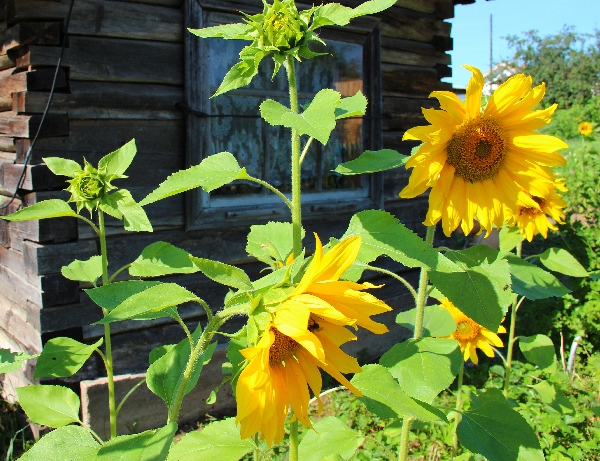 Белая ночь. 2983