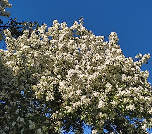 Яблоневый цвет