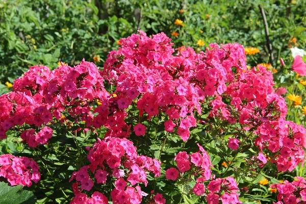 Белая ночь. 2987