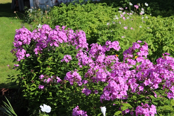 Белая ночь. 2988