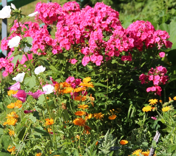 Белая ночь. 2990