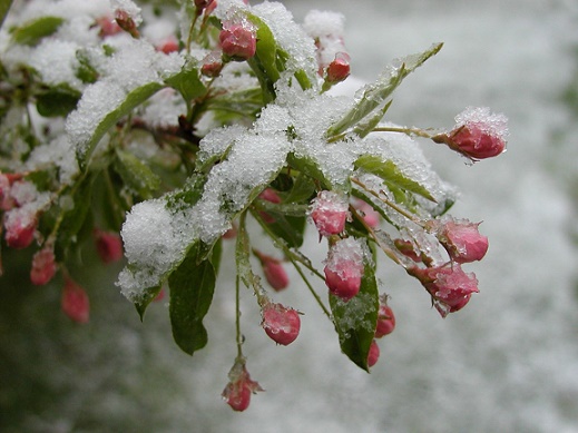 Странности в природе