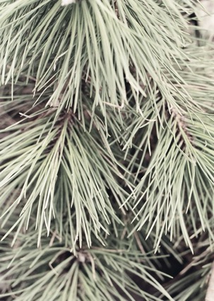 Aeternus Verde - Вечнозеление