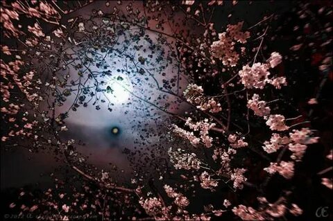 Ажурное цветение