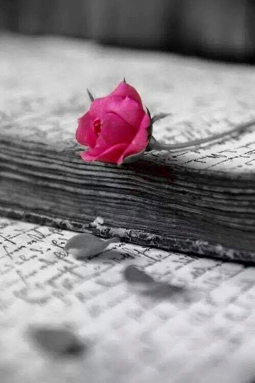 Проворные пристрастья