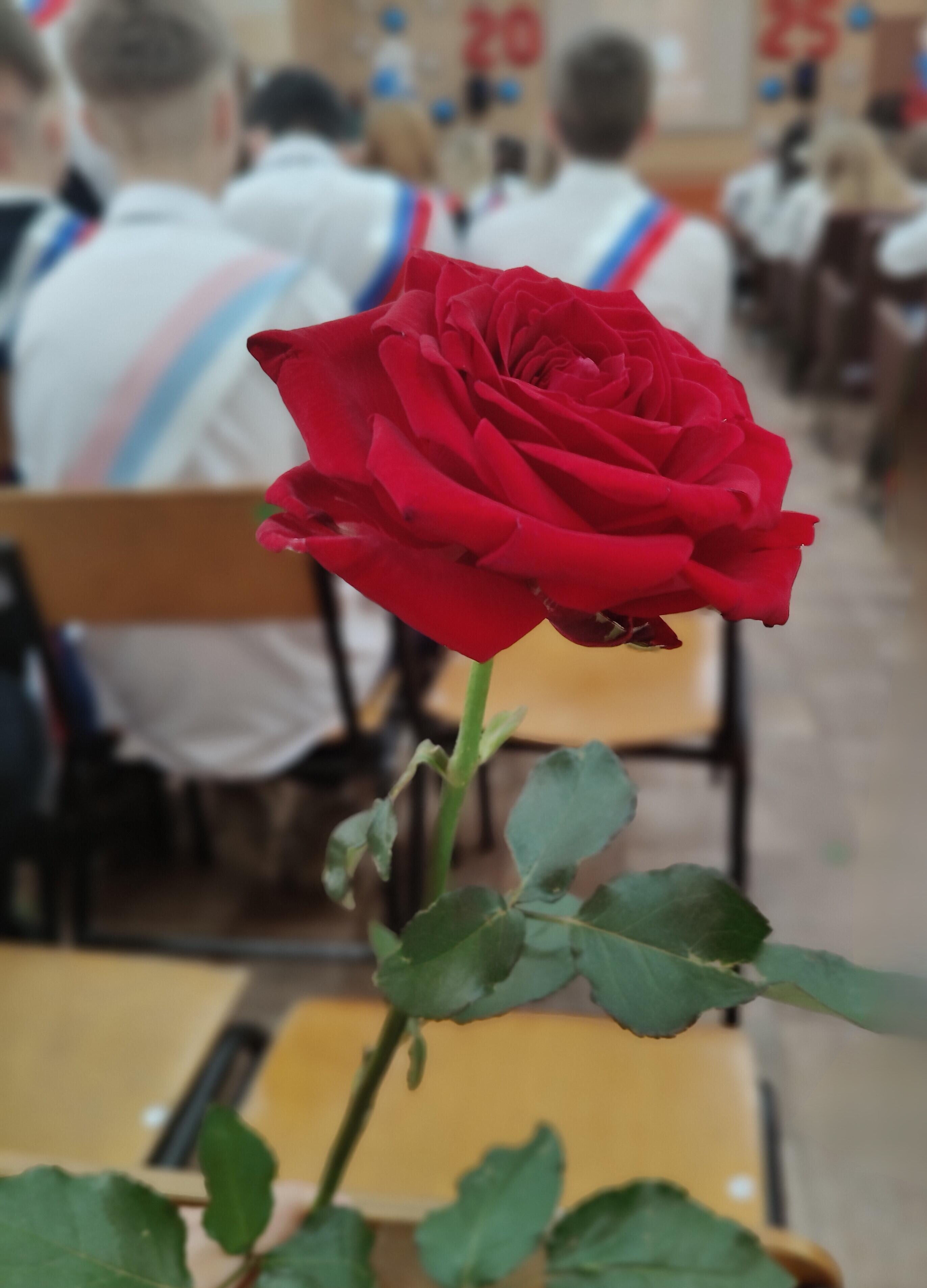 Выпускникам