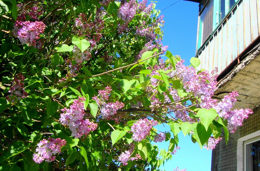 Этот лиловый запах сирени...