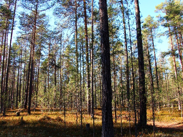 Белая ночь. 3029