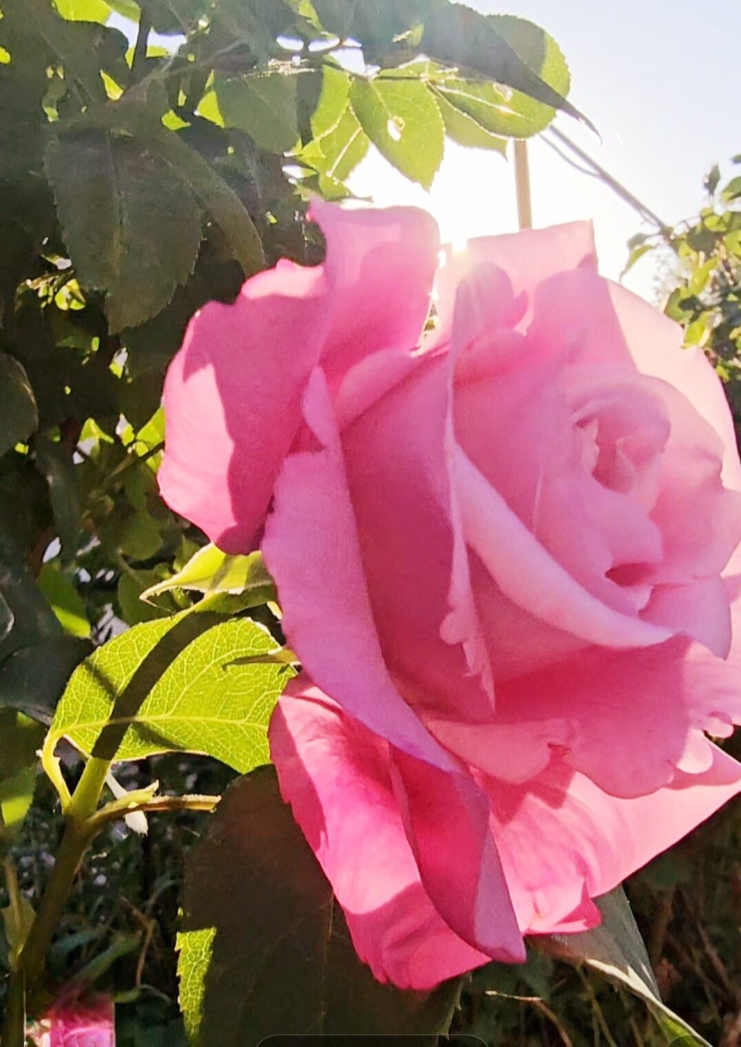 Утренняя зарисовка 73