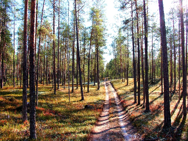 Белая ночь. 3034