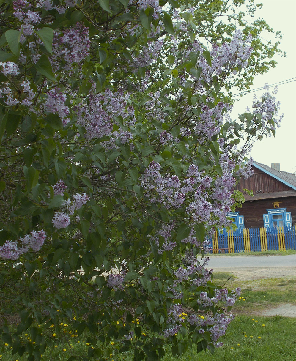 Шо, ты в Шри Рамы й Кришны?