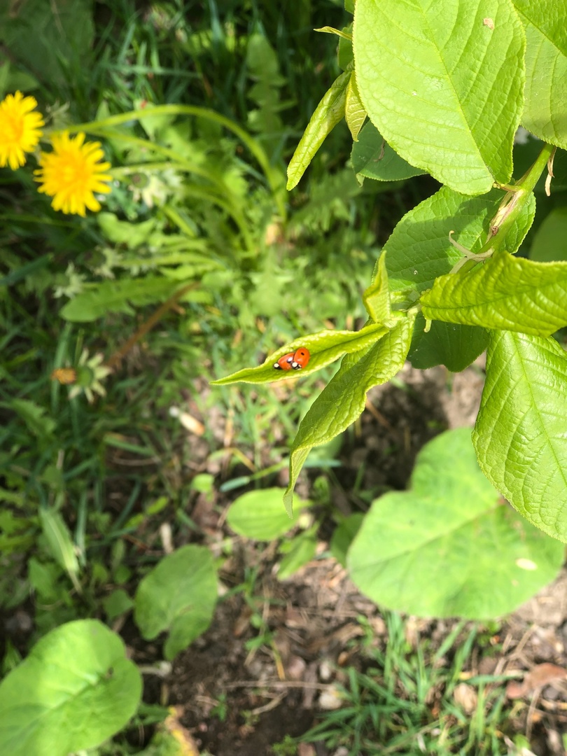 25 мая. Подглядела...