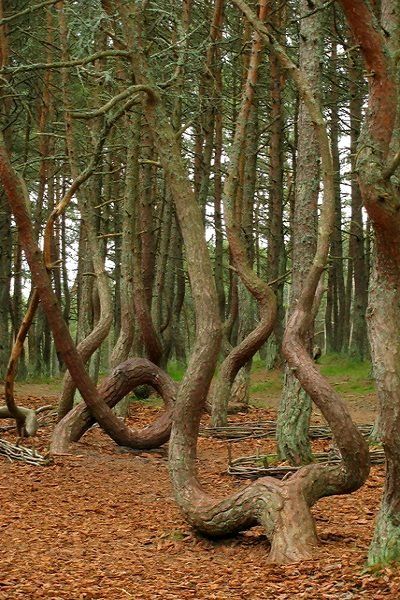 Танцующий лес