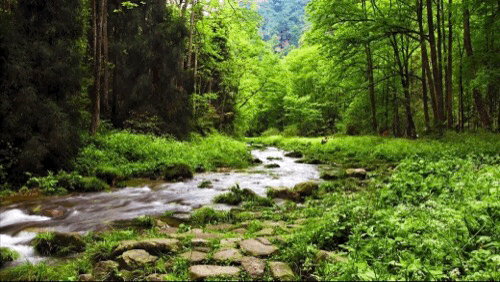 Царевна леса