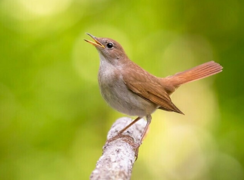 Майский дар