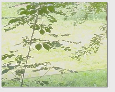 До свидания, весна!