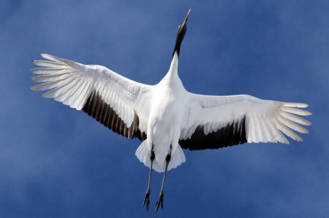 Расчехлился