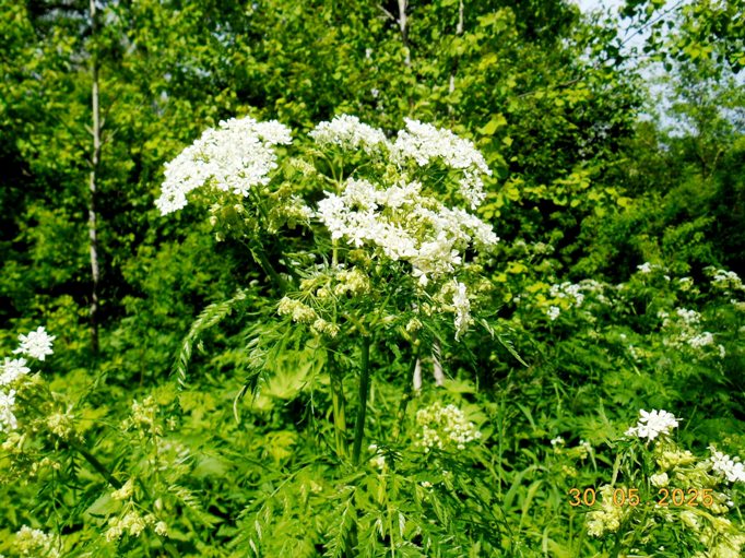 Дягиль цветет