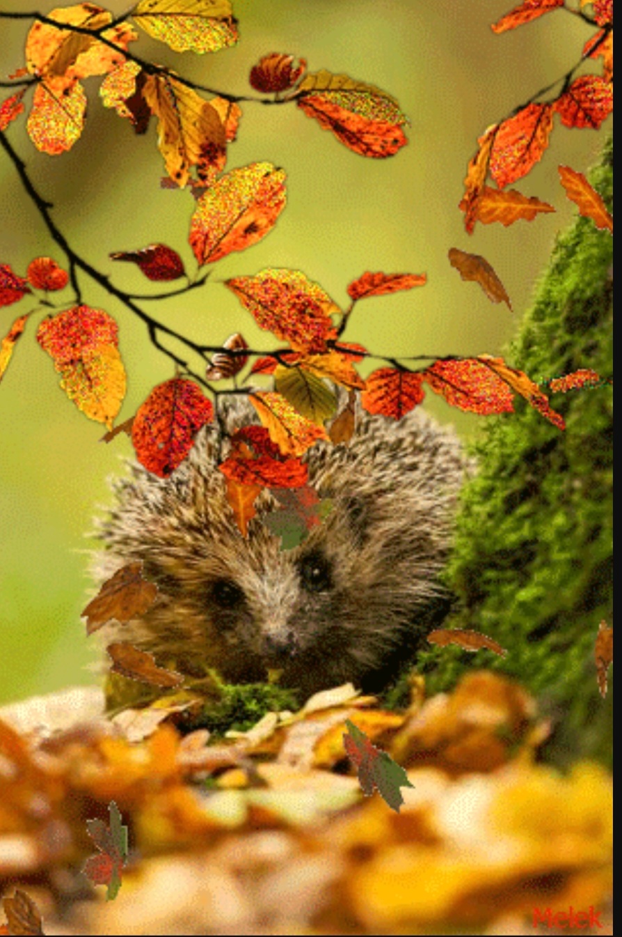 Про Ежа, елку и колючие иголки!