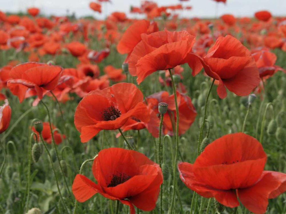 Маки у дороги