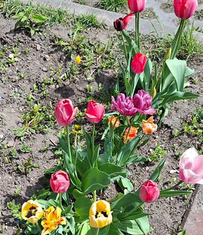 Дневник садовода