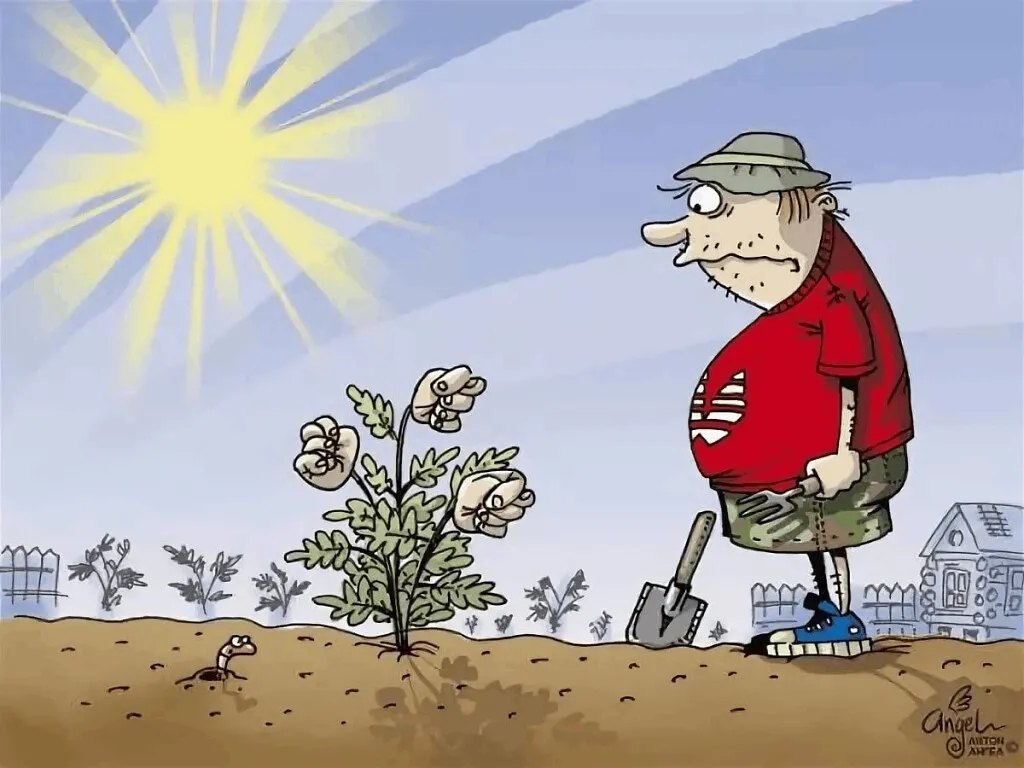 Главный урожай