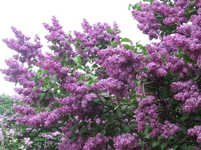 Куст, как сиреневый букет