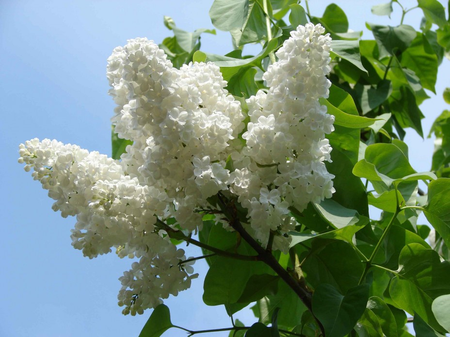 Ветвь сирени