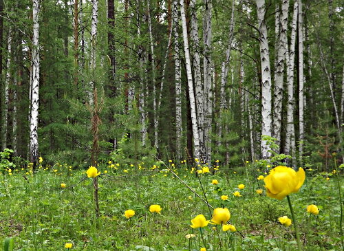 Почему ощущается приятное тепло в сердце?