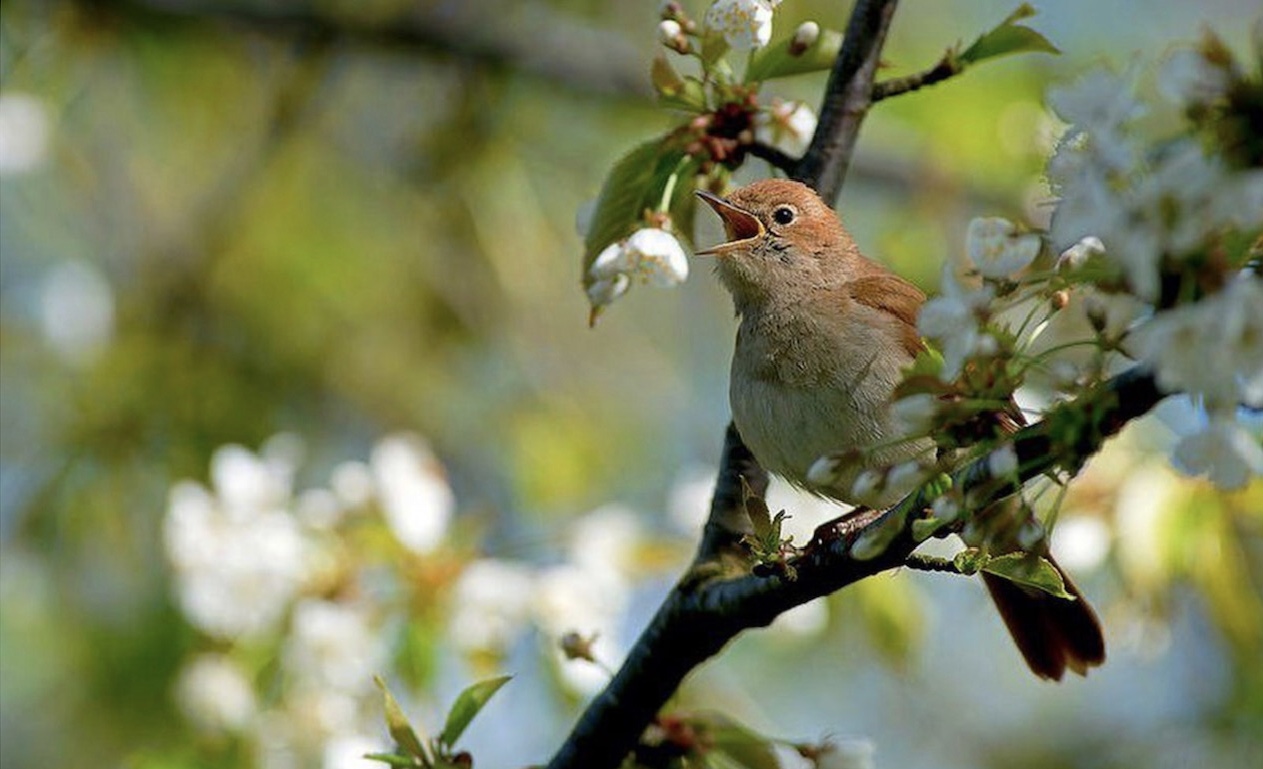 О чем поёшь, дружок?
