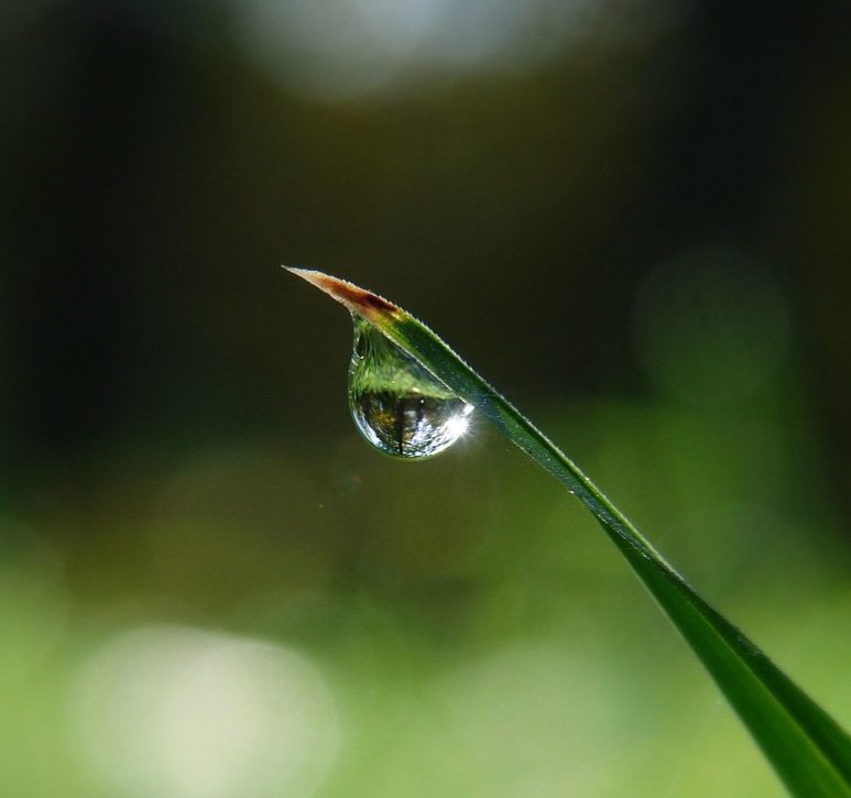 Нежно говору сочному внемля