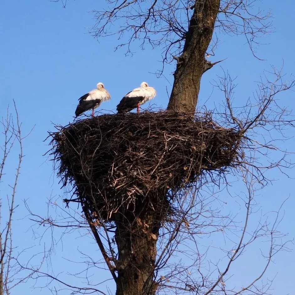Ведь из нашего ребра бабу Бог создАл